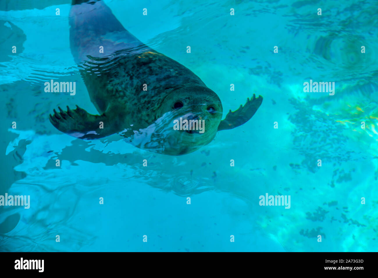 Süße verspielte Dichtung schwimmt und taucht im Zoo Pool. Bild Stockfoto