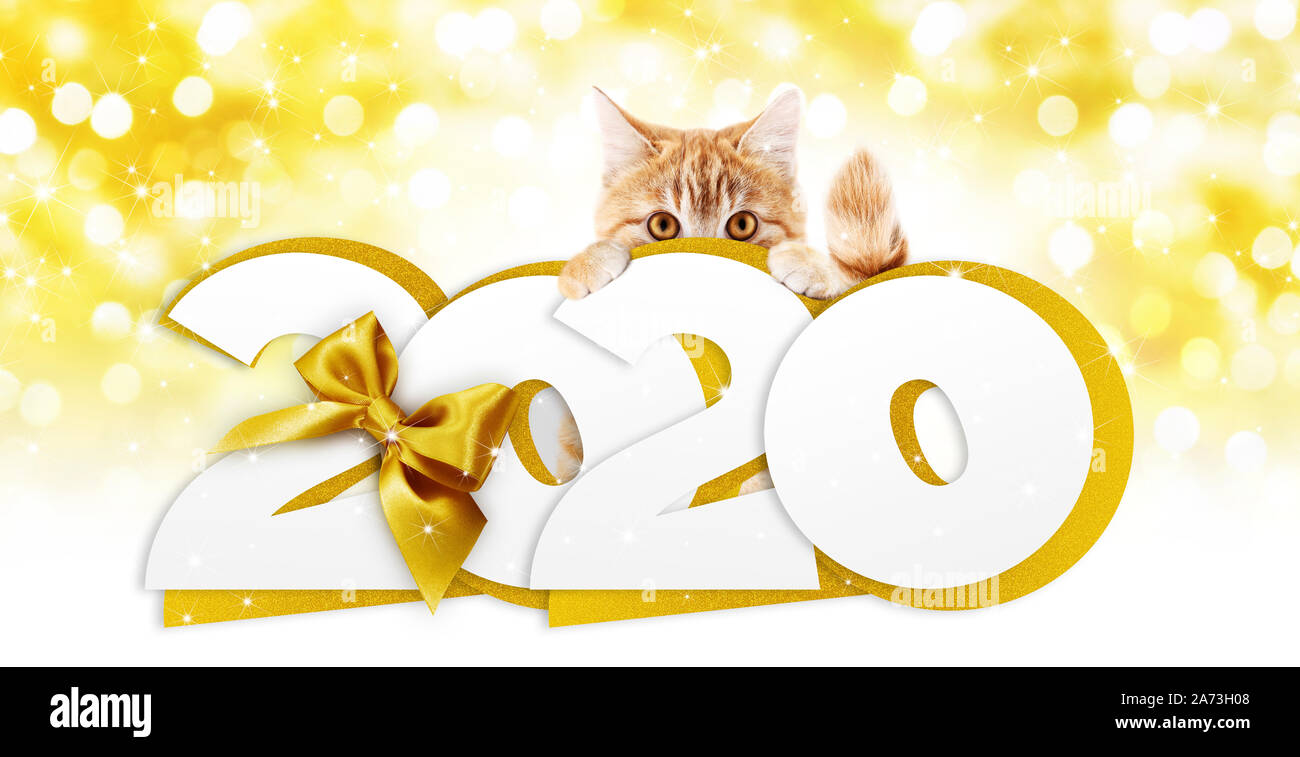 2020 Frohes neues Jahr anzahl Text, Ingwer Haustier Katze mit goldenen Weihnachten Schleife isoliert auf goldenen verschwommen Lichter Hintergrund Stockfoto