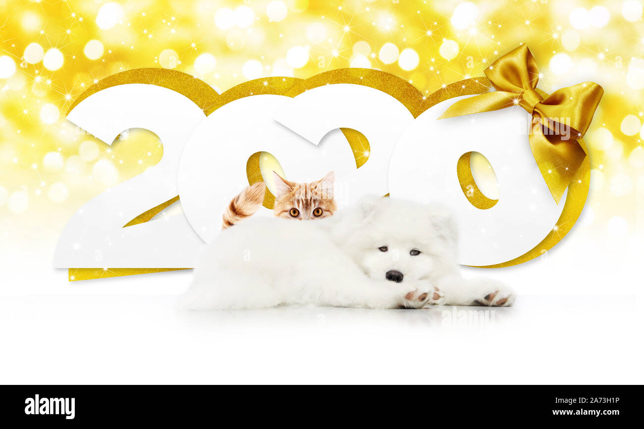 2020 Frohes neues Jahr anzahl Text, Hund, Welpe und katze Haustier mit goldenen Weihnachten Schleife isoliert auf goldenen verschwommen Lichter Hintergrund Stockfoto