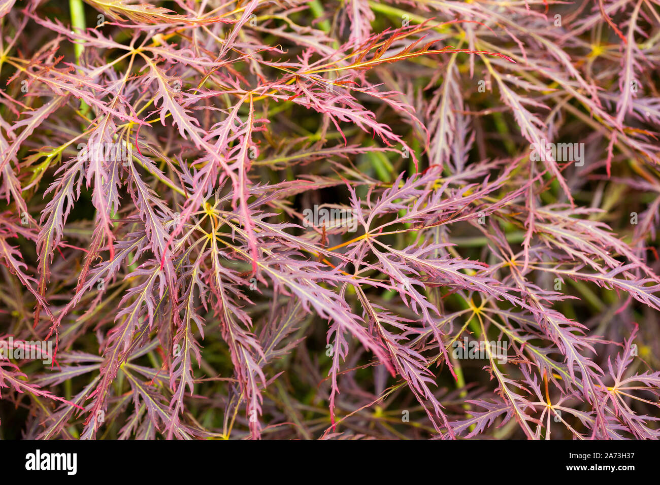 Acer Palmatum 'Dissectum Atropurpureum' Stockfoto