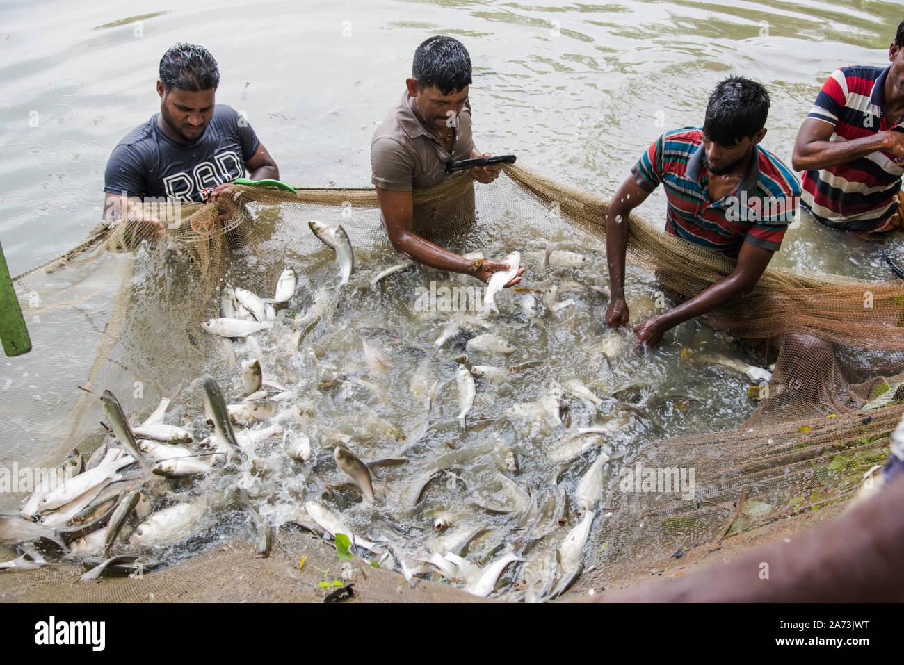 Fisch spielt eine wichtige Rolle in der Lebensmittel- und Ernährungssicherheit in der menschlichen Zivilisation. Die Landwirte ernten in einem Teich in Khulna, Bangladesch, Fisch Stockfoto