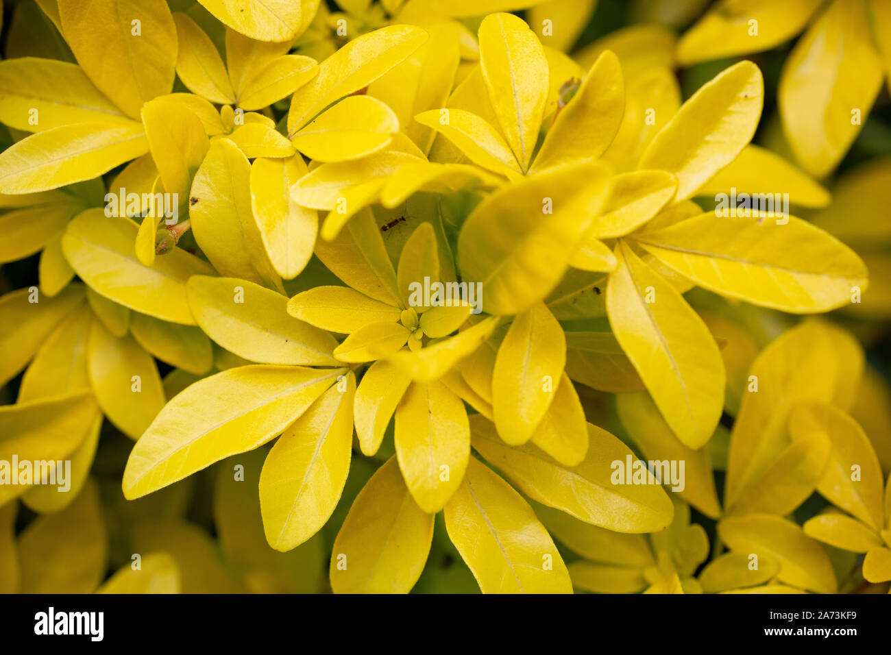 Choisya Ternata 'Sundance' Stockfoto