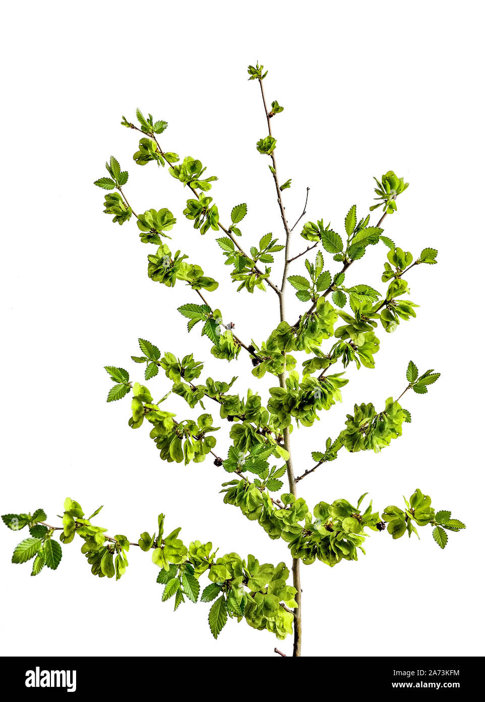 Frühling blühende grobe Ulme (Ulmus glabra), auf weißem Hintergrund. Blühende Pflanze mit grünen unreifen geflügelten Samen Stockfoto