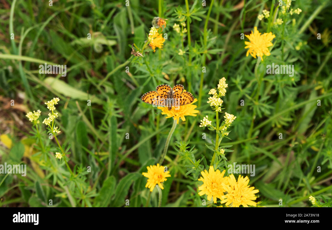 Twin-Spot fritillary auf einer gelben Blüte Stockfoto