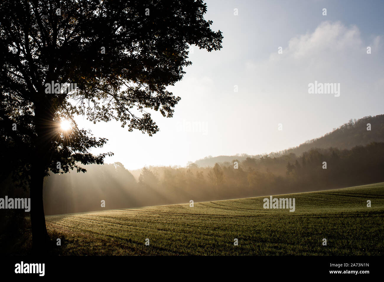 30. Oktober 2019, Niedersachsen, Göttingen: ein Baum steht im Nebel bei Hintergrundbeleuchtung. Foto: Swen Pförtner/dpa Stockfoto