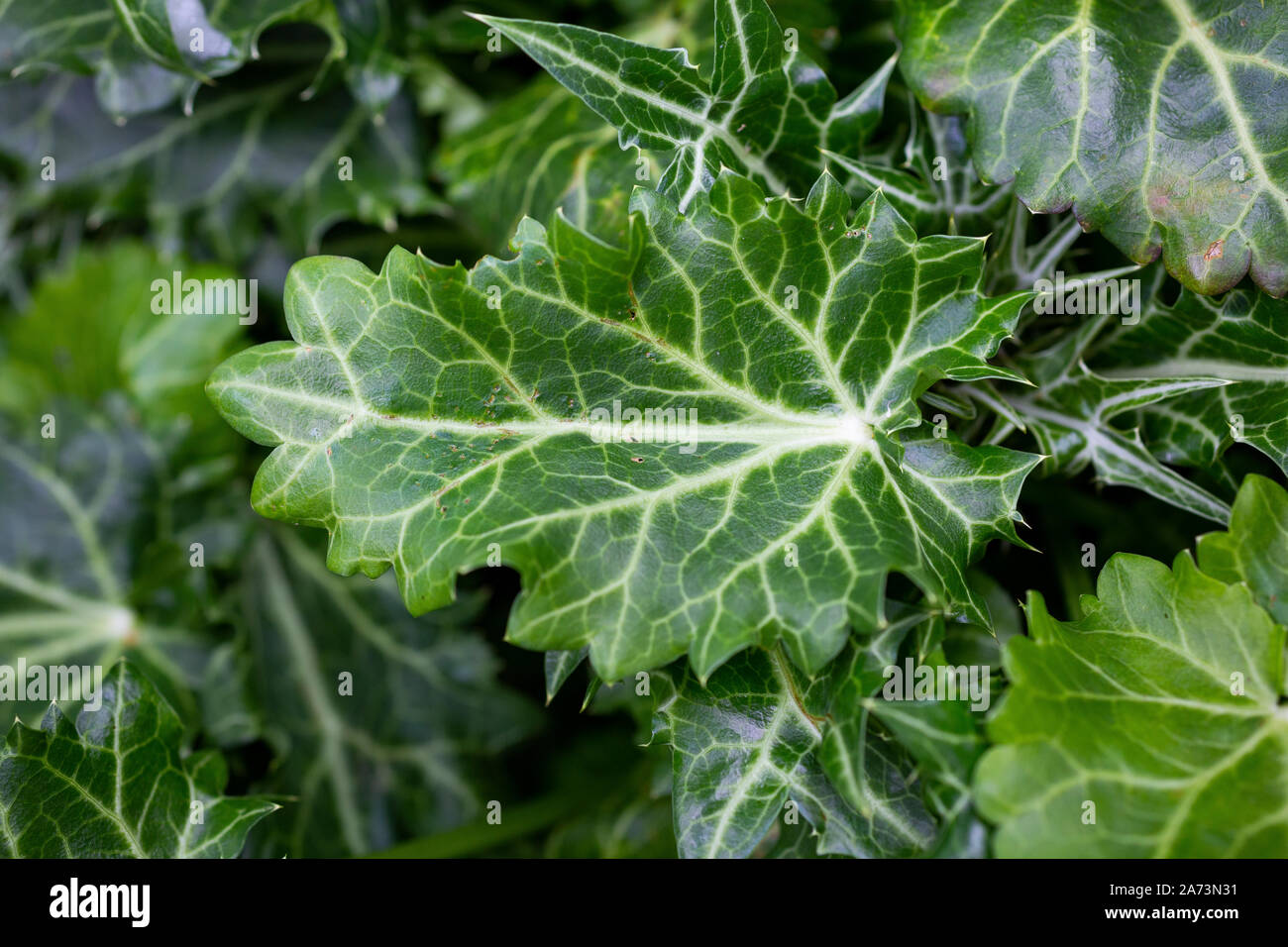 Eryngium planum Laub Stockfoto