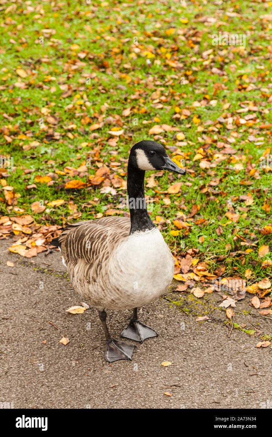 Eine kanadische Gans in der Nähe des Sees in der South Park, Darlington, England, Großbritannien Stockfoto