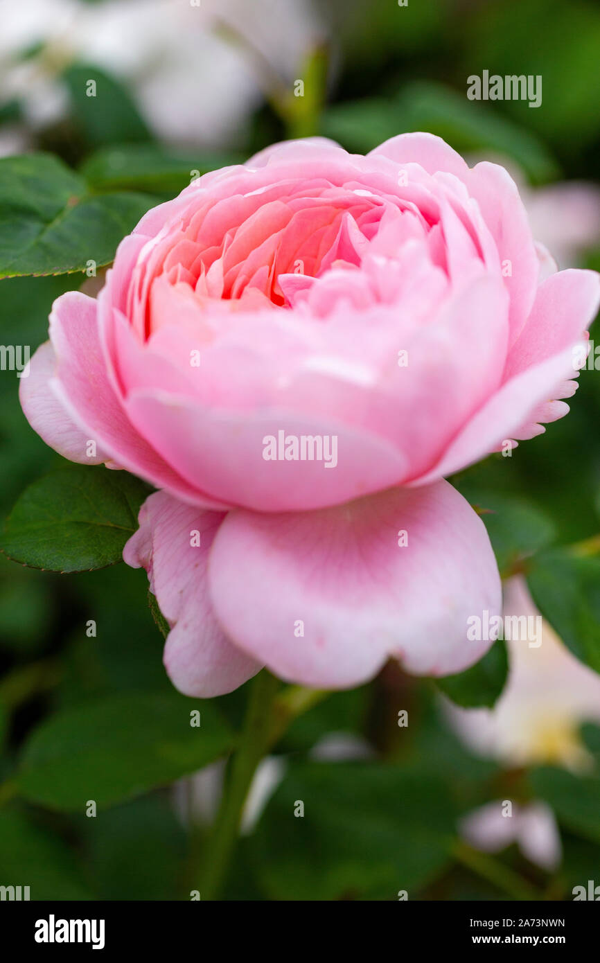 Rosa "Königin von Schweden" Stockfoto