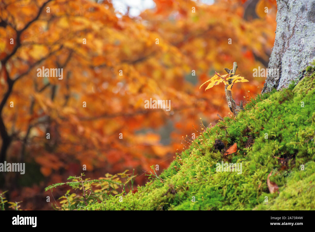 Schöne Wald Hintergrund in goldenen Laub. schöne herbstliche Natur Landschaft Stockfoto