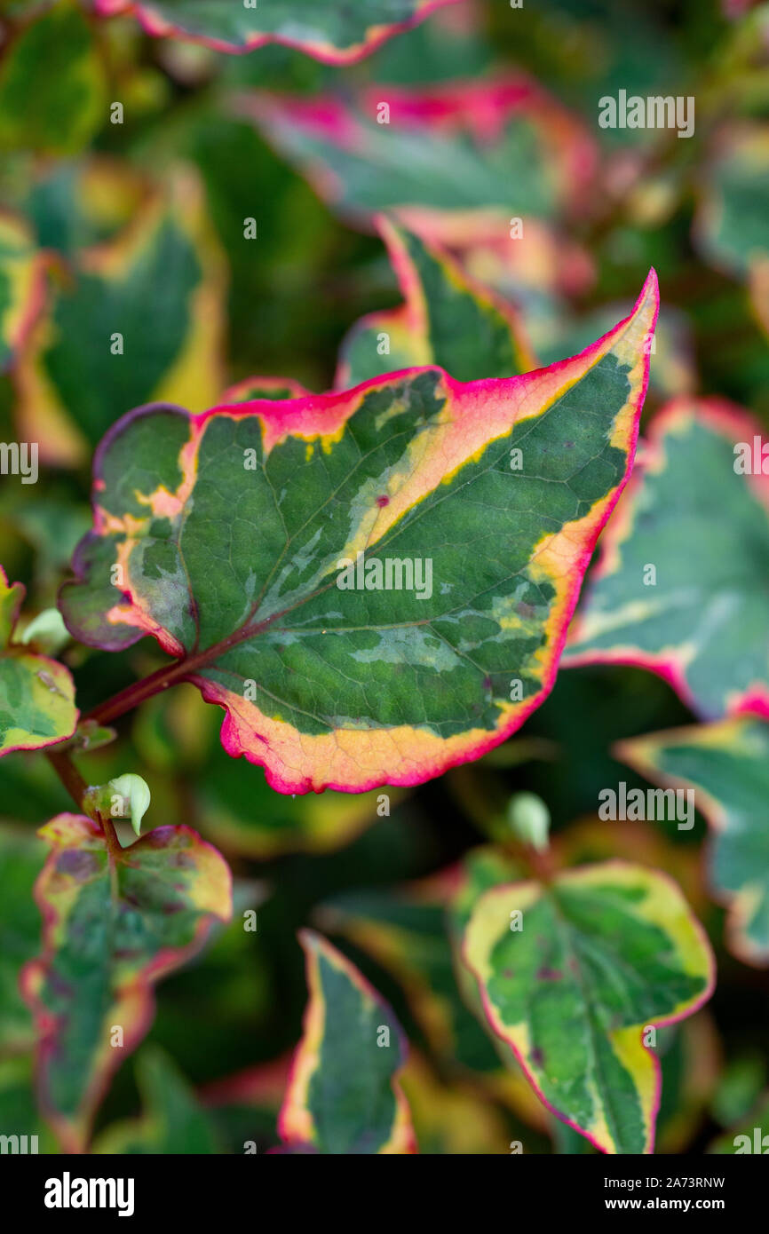 Houttuynia Cordata 'Chameleon' Stockfoto