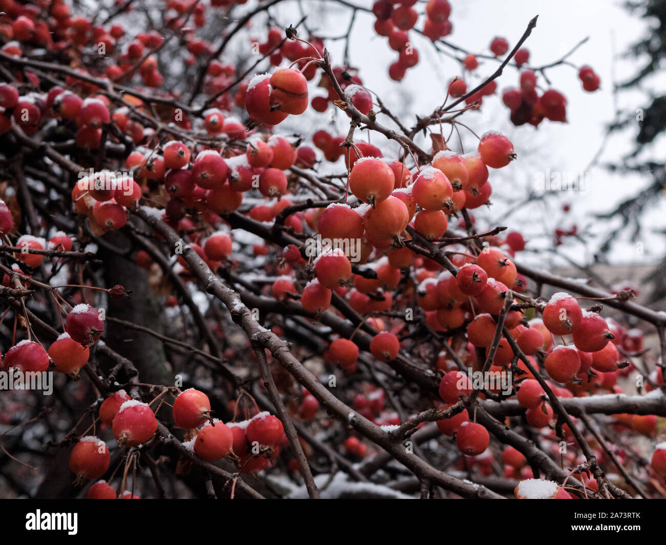 Zweige eines chinesischen Apfelbaum oder Sibirische Krabbe mit winzigen roten Äpfel in Pulverform mit Schnee an einem bewölkten Tag im November. Zwerg Apfelbäume freeze Ende ein Stockfoto