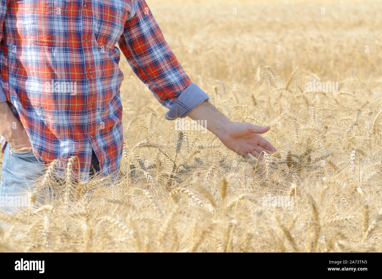 Bauer auf cornfield berühren Weizen ährchen durch seine Hand Stockfoto