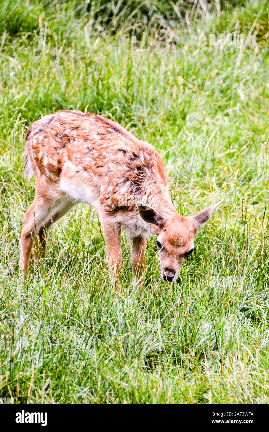 Foto Bild eines süßen beschmutzt Damwild Stockfoto