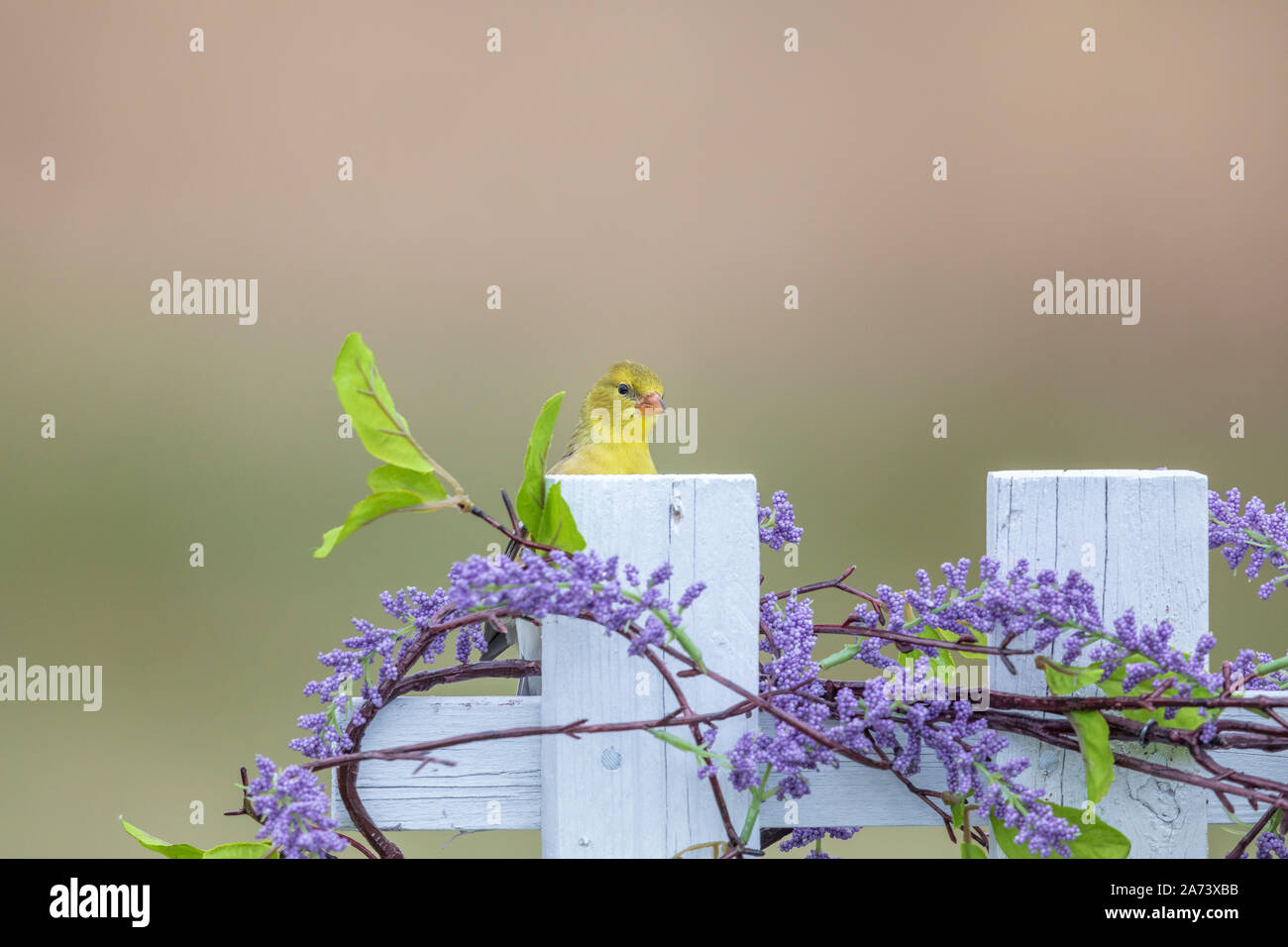 Weibliche American goldfinch thront auf einem Hinterhof Zaun. Stockfoto