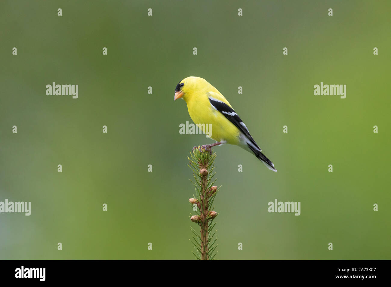 Männliche American goldfinch auf einem weißen Fichte thront. Stockfoto