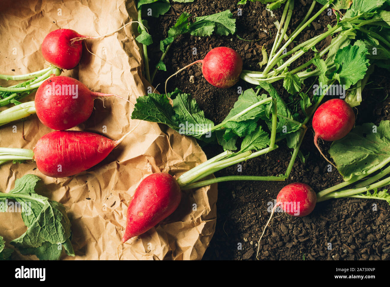 Rote garten Radieschen auf dem Boden nach der Ernte, organische homegrown produzieren fertig verpackt und zum Farmer's Market gesendet werden, Ansicht von oben Stockfoto