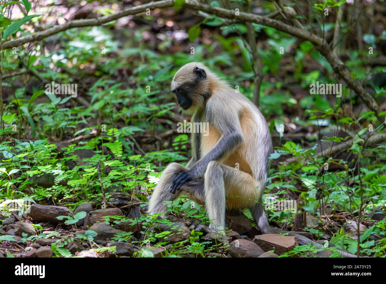 Die meerkatze im Bush im dunklen tropischen Wald in dem Sanjay Gandhi Nationalpark Mumbai Maharashtra Indien. Stockfoto