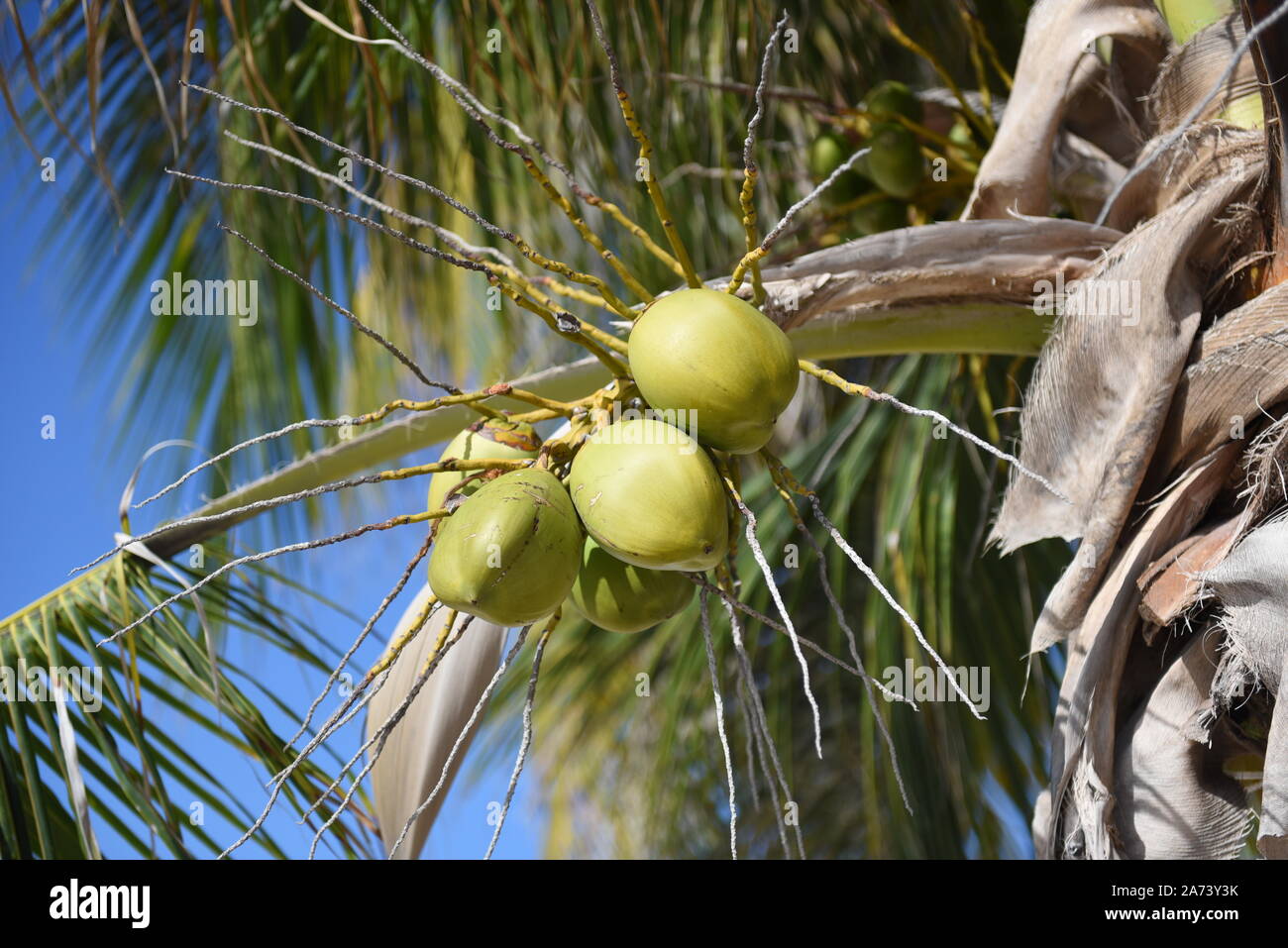 Grüne Kokosnüsse auf einer Palme in Barbados Stockfoto