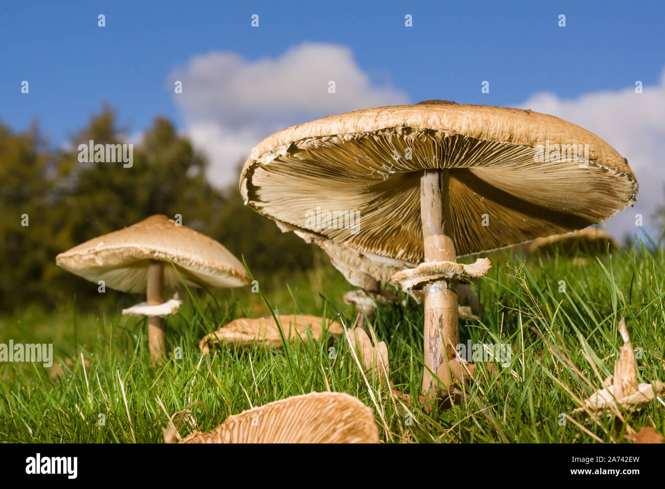 Parasol Pilze lateinischer Name Macrolepiota procera Fruchtkörper eine essbare Pilze in der Regel in offenes Grasland gefunden Stockfoto