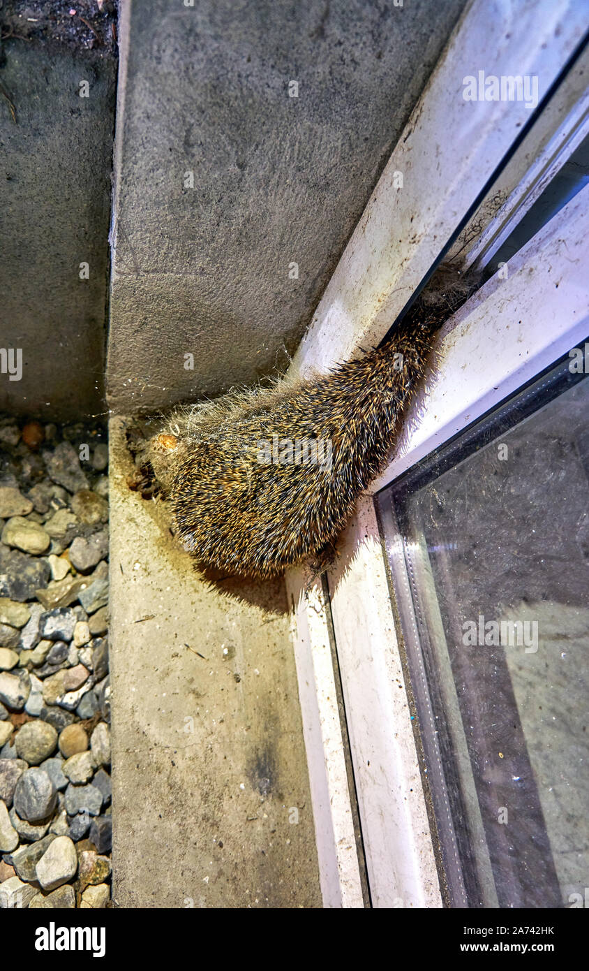 Igel verfangen in einem Fenster. Er ist tot. Stockfoto