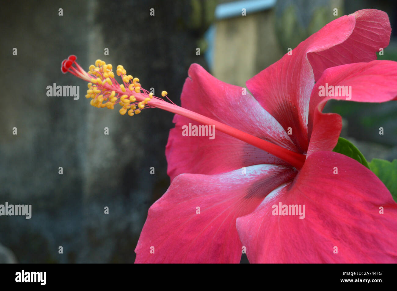 Ein fress clouse, Blume des Hibiskus Stockfoto