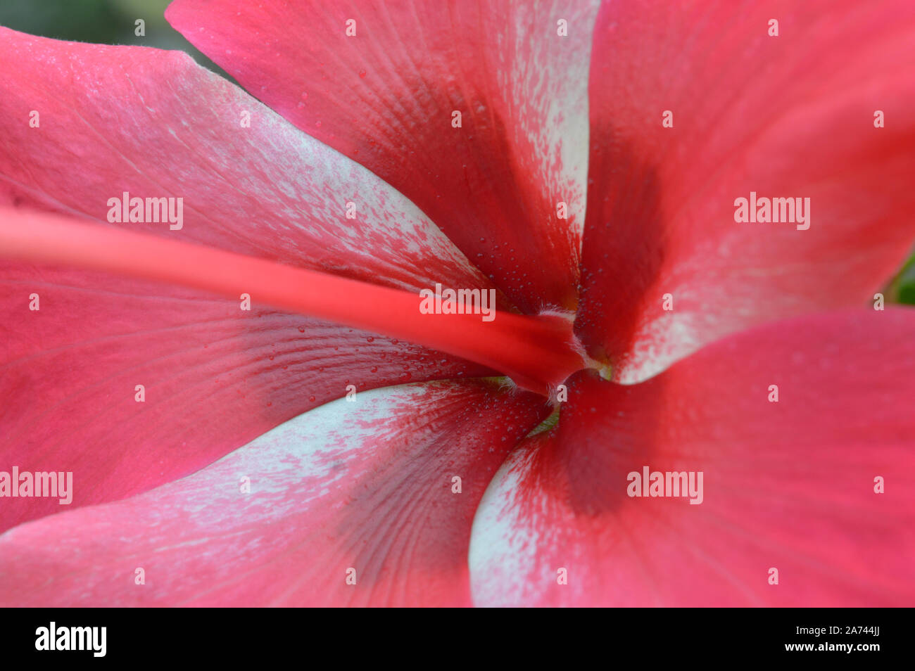 Ein fress clouse, Blume des Hibiskus Stockfoto