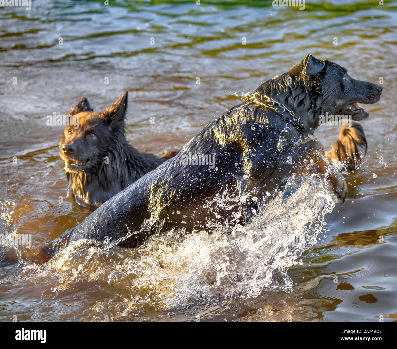 Hund Spaß in einem Fluss Stockfoto