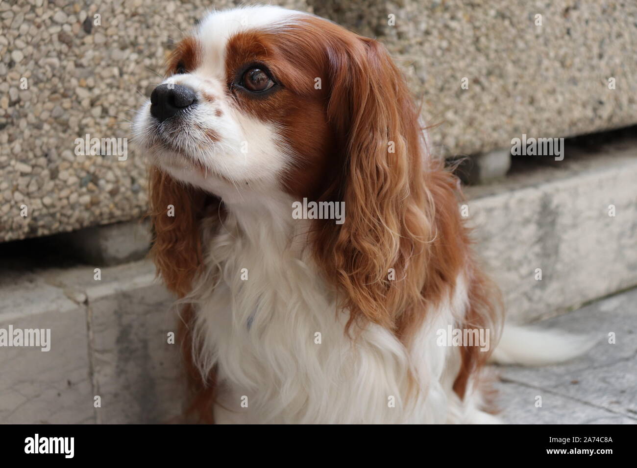 Kleiner, weißer und orangefarbener Hund Stockfoto