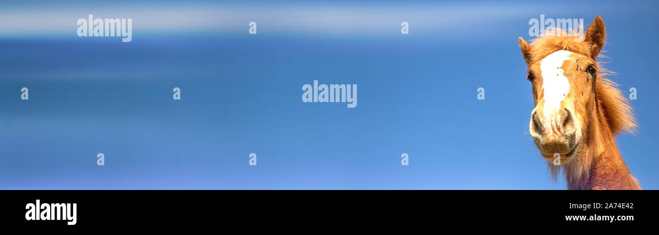 Panoramablick von Kastanien Fohlen des Entwurfs der Pferd mit Fliegen im Gesicht stehen gegen den blauen Himmel an einem sonnigen Tag in der Natur Stockfoto