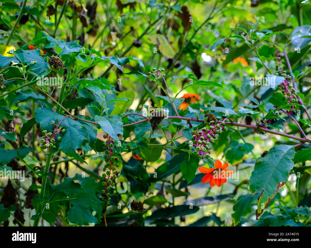 Orange Gänseblümchen und Poke Beeren in einem bewaldeten Garten Stockfoto