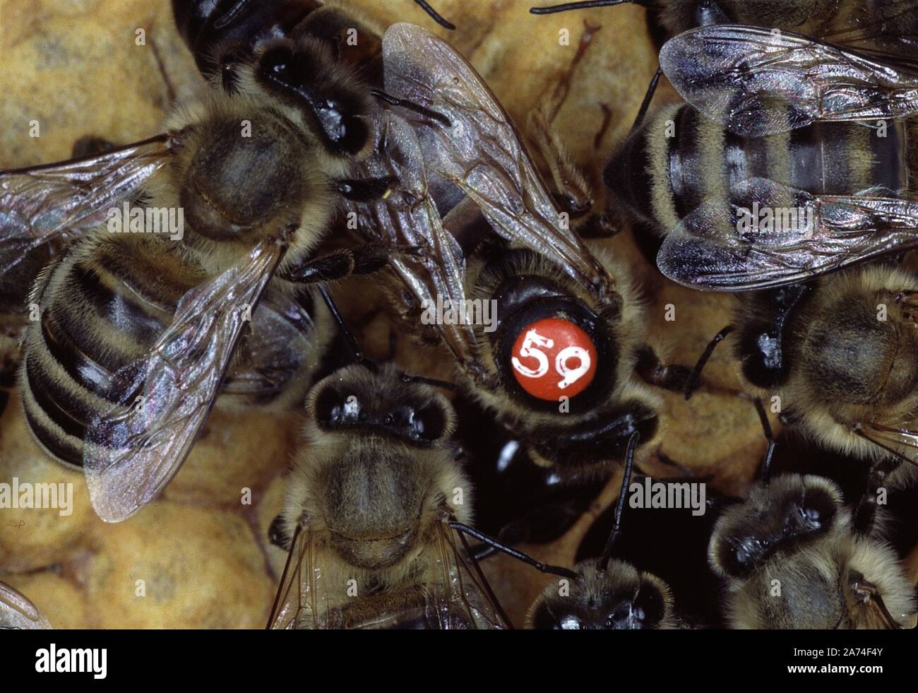 Eine Königin-Biene auf der Wabe Eier. Sie ist durch die Krankenschwester Bienen umgeben. Diese sind genug für Ihre Lebensmittel. Kleinschmalkalden, Thüringen, Deutschland, EuropeDate: Juni 20, 2019 | Verwendung weltweit Stockfoto