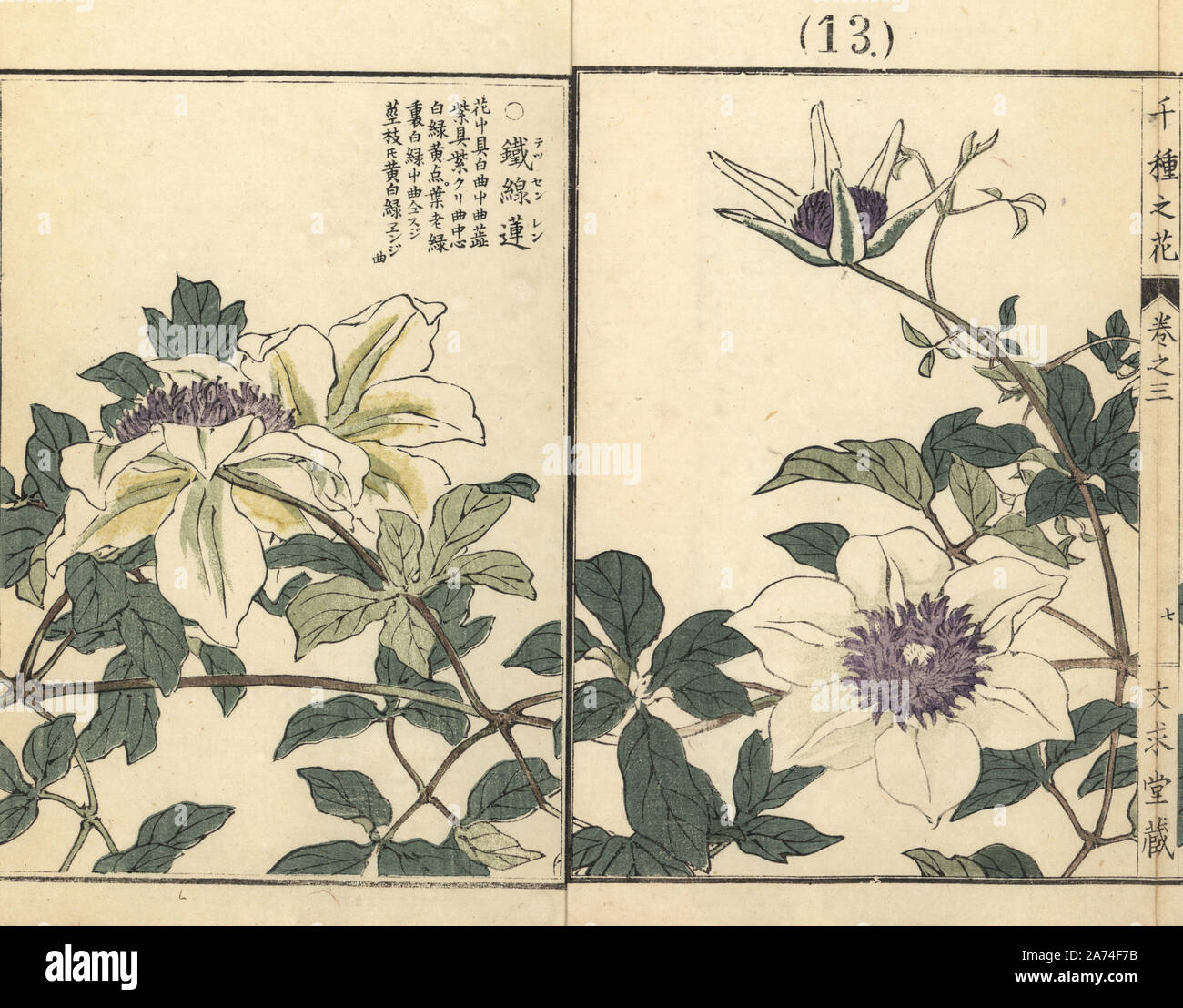 Tessenren oder passionsblume Clematis, Clematis florida Sieboldiana. Papierkörbe Holzschnitt von Kono Bairei von Senshu no Hana (Tausend Sorten von Blumen), Bunkyudo, Kyoto, 1889. Stockfoto