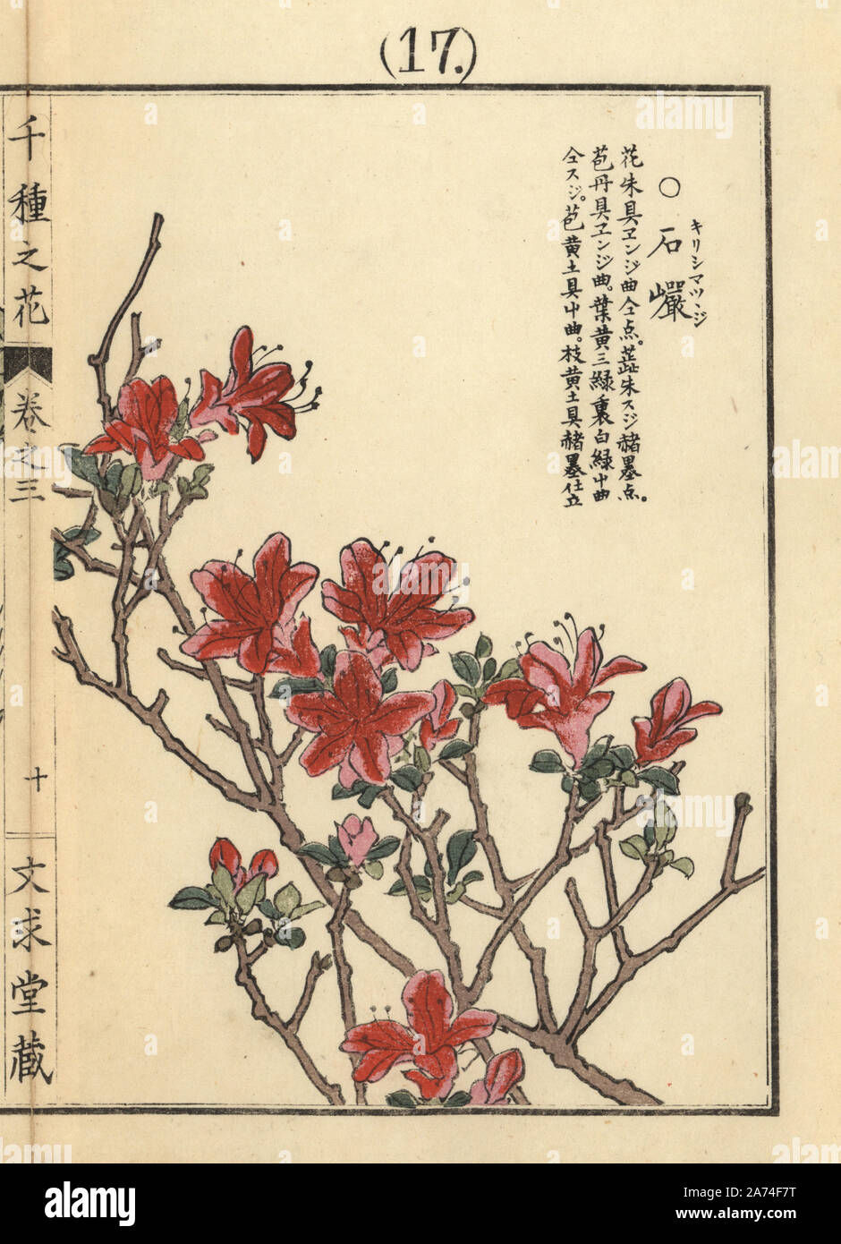 Kirishimatsutsuji oder kurume Azalea, Rhododendron obtusum Planch. Papierkörbe Holzschnitt von Kono Bairei von Senshu no Hana (Tausend Sorten von Blumen), Bunkyudo, Kyoto, 1889. Stockfoto