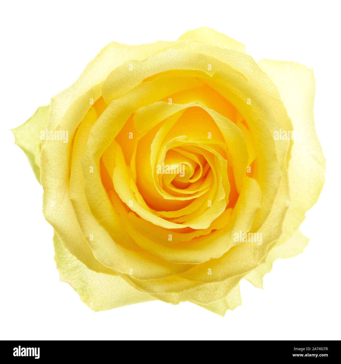 Rose, einzelne Blume auf weißem Untergrund Stockfoto