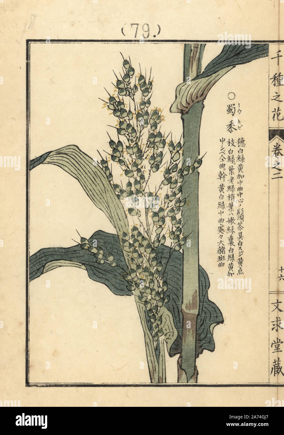 Toukibi oder Mais, Zea mays. Papierkörbe Holzschnitt von Kono Bairei von Senshu no Hana (Tausend Sorten von Blumen), Bunkyudo, Kyoto, 1900. Stockfoto