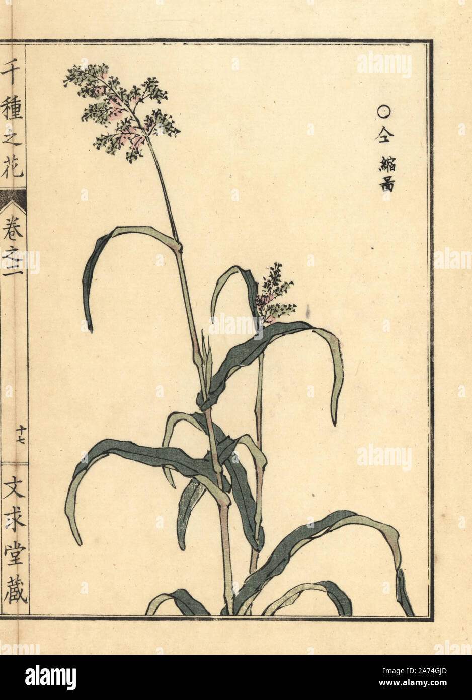 Toukibi oder Mais, Zea mays. Papierkörbe Holzschnitt von Kono Bairei von Senshu no Hana (Tausend Sorten von Blumen), Bunkyudo, Kyoto, 1900. Stockfoto