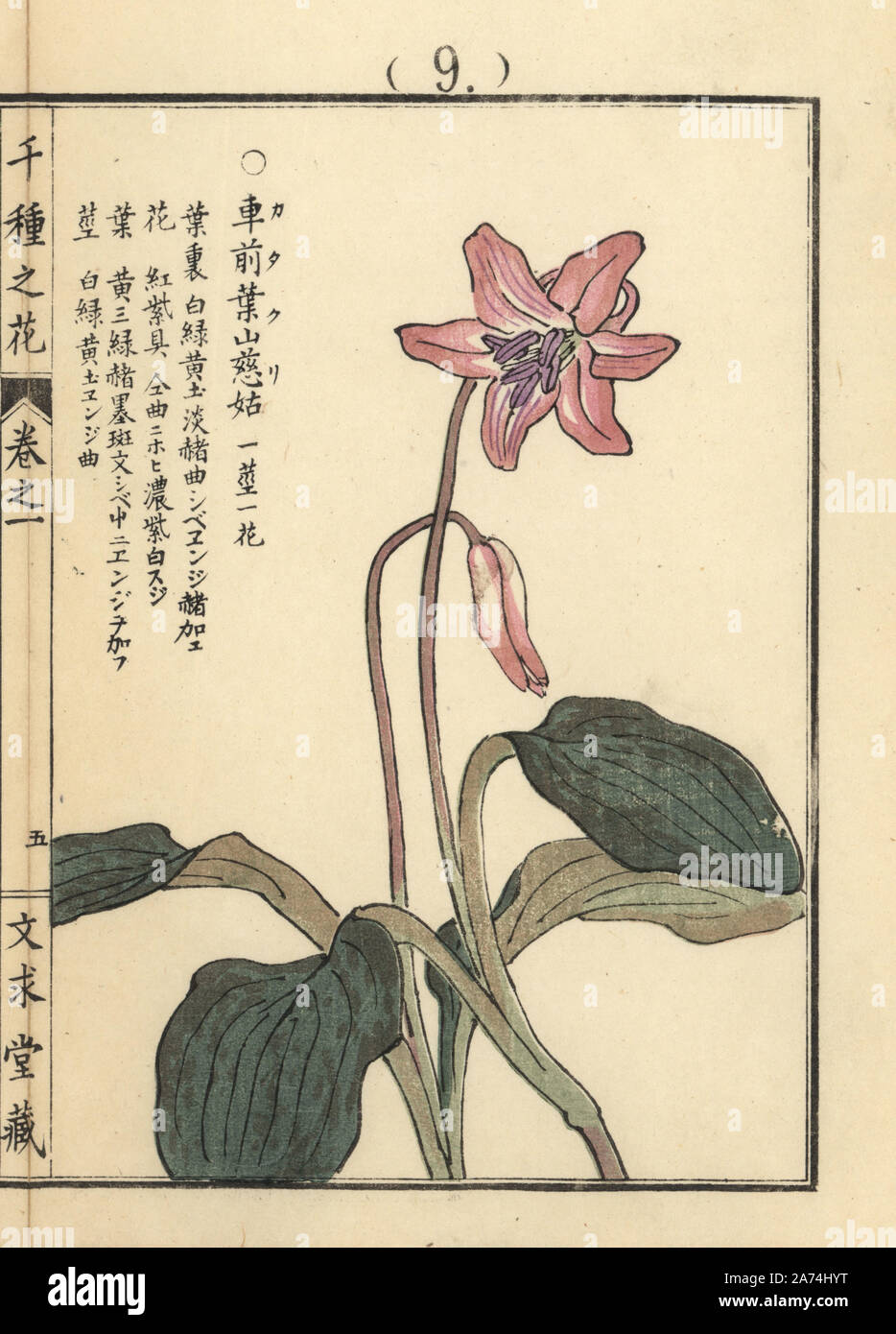 Katakuri Lily Erythronium Japonicum Papierkorbe Holzschnitt Von Kono Bairei Von Senshu No Hana Tausend Sorten Von Blumen Bunkyudo Kyoto 1900 Stockfotografie Alamy Katakuri Lily Erythronium Japonicum Papierkorbe Holzschnitt Von Kono Bairei Von Senshu No Hana Tausend Sorten Von Blumen Bunkyudo Kyoto 1900 Stockfotografie Alamy
