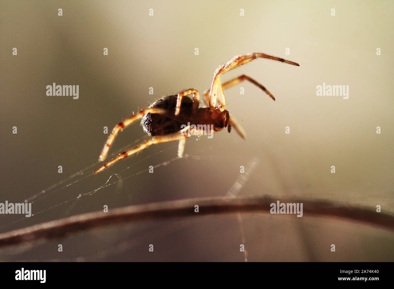 Spinnweben Stockfoto