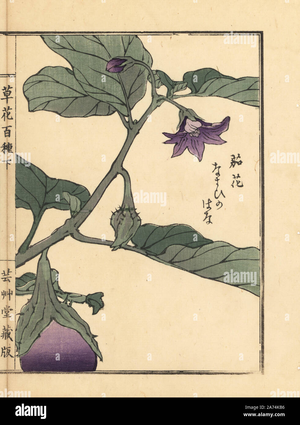 Nasu oder Aubergine Blume, urtica. Papierkörbe Holzschnitt von Kono Bairei von kusa Bana Hyakushu (Hundert Sorten von Blumen), Tokio, Yamada, 1901. Stockfoto