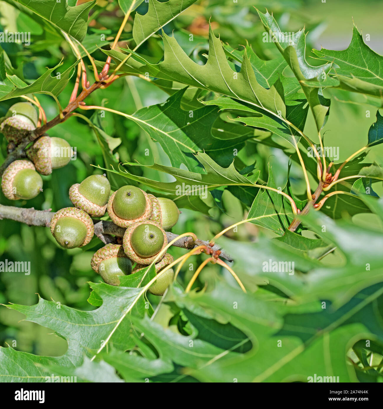 Früchte der Sumpf Eiche Quercus palustris Stockfoto