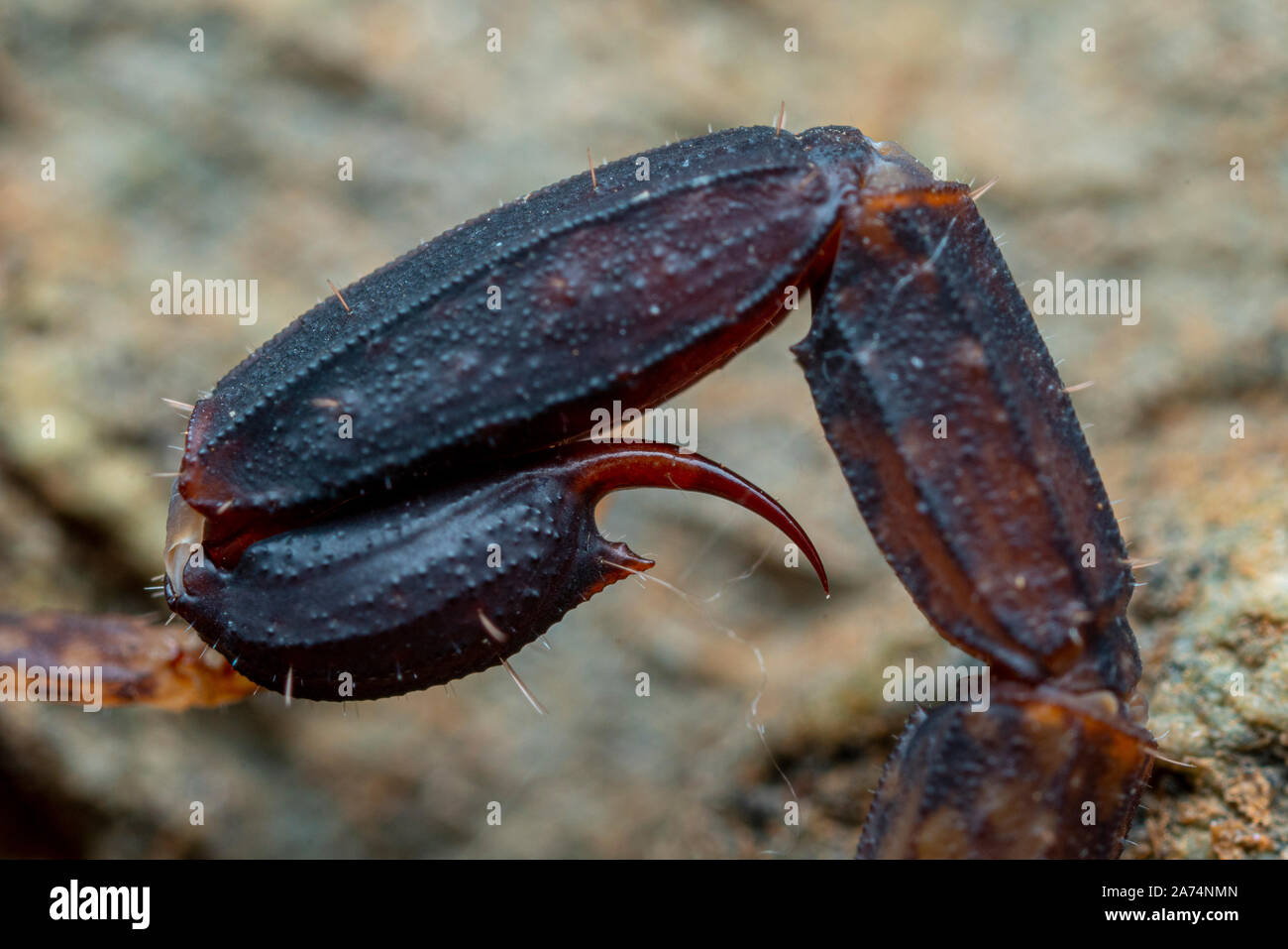 Extreme Nahaufnahme von der Stinger gespitzt Schwanz Der Marmorierte scorpion, Lychas variatus Stockfoto