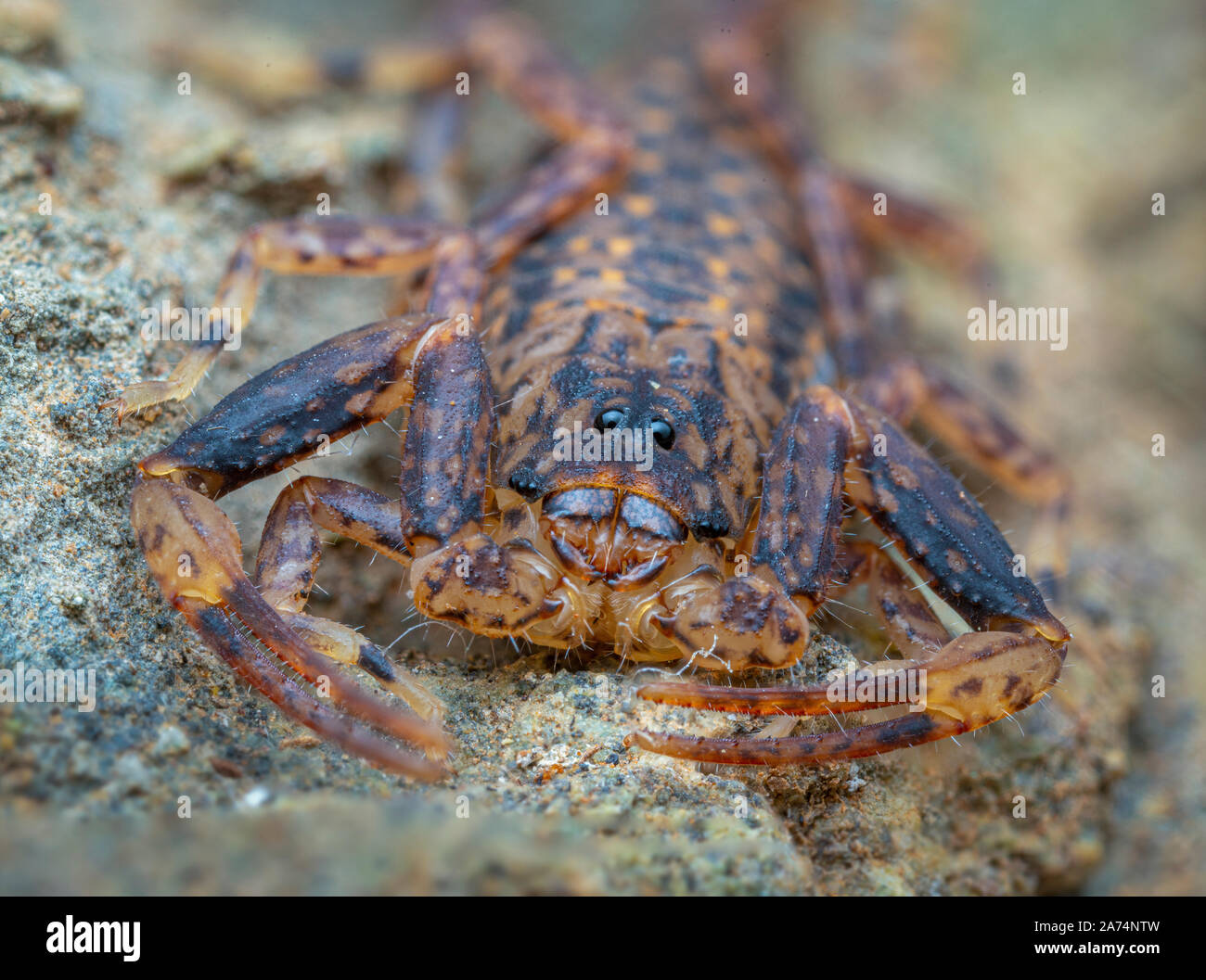 Marmorierte scorpion, Lychas variatus, Jagd auf einem Felsen in den Daintree Regenwald, Queensland, Australien Stockfoto