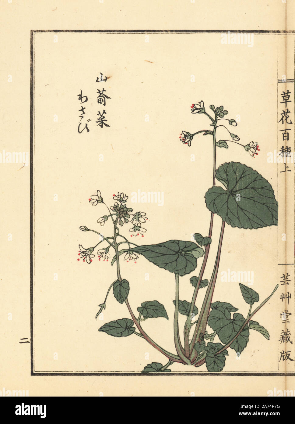 Wasabi oder Japanische Meerrettich, Wasabia japonica. Papierkörbe Holzschnitt von Kono Bairei von kusa Bana Hyakushu (Hundert Sorten von Blumen), Tokio, Yamada, 1901. Stockfoto