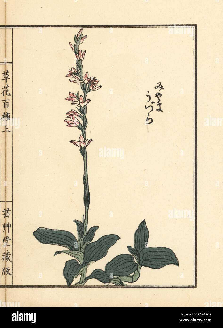Miyama uzura oder Jewel Orchidee, Goodyera schlechtendaliana. Papierkörbe Holzschnitt von Kono Bairei von kusa Bana Hyakushu (Hundert Sorten von Blumen), Tokio, Yamada, 1901. Stockfoto