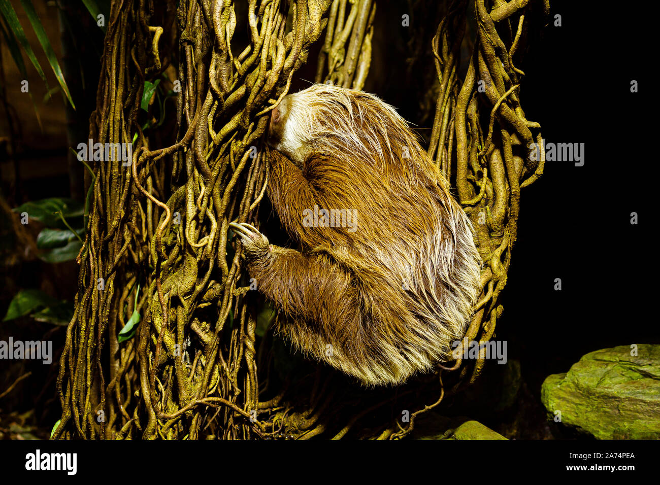 Hoffman's Zwei-toed Sloth (Choloepus hoffmanni) auf einen Baum Stockfoto