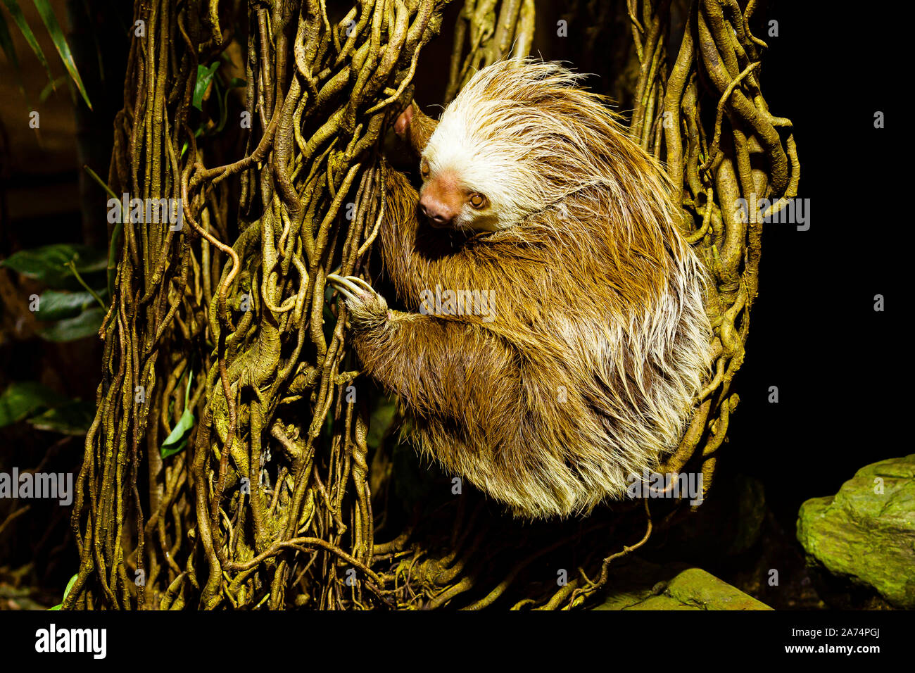 Hoffman's Zwei-toed Sloth (Choloepus hoffmanni) auf einen Baum Stockfoto