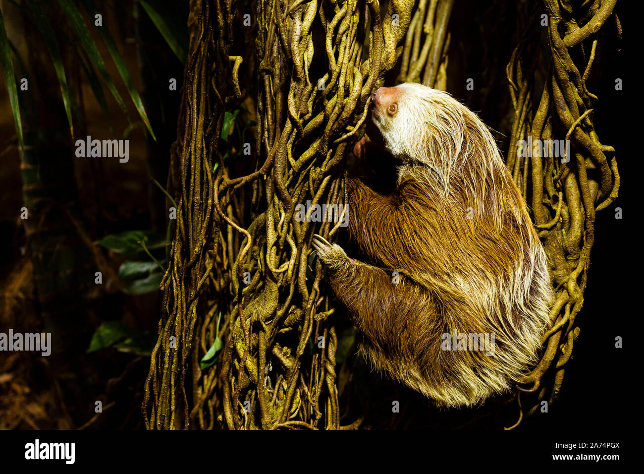 Hoffman's Zwei-toed Sloth (Choloepus hoffmanni) auf einen Baum Stockfoto