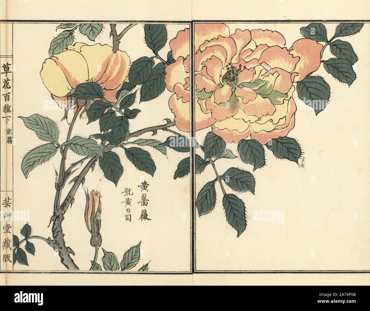 Kibara oder gelbe Rose, Rosa sulfurea. Papierkörbe Holzschnitt von Kono Bairei von kusa Bana Hyakushu (Hundert Sorten von Blumen), Tokio, Yamada, 1901. Stockfoto