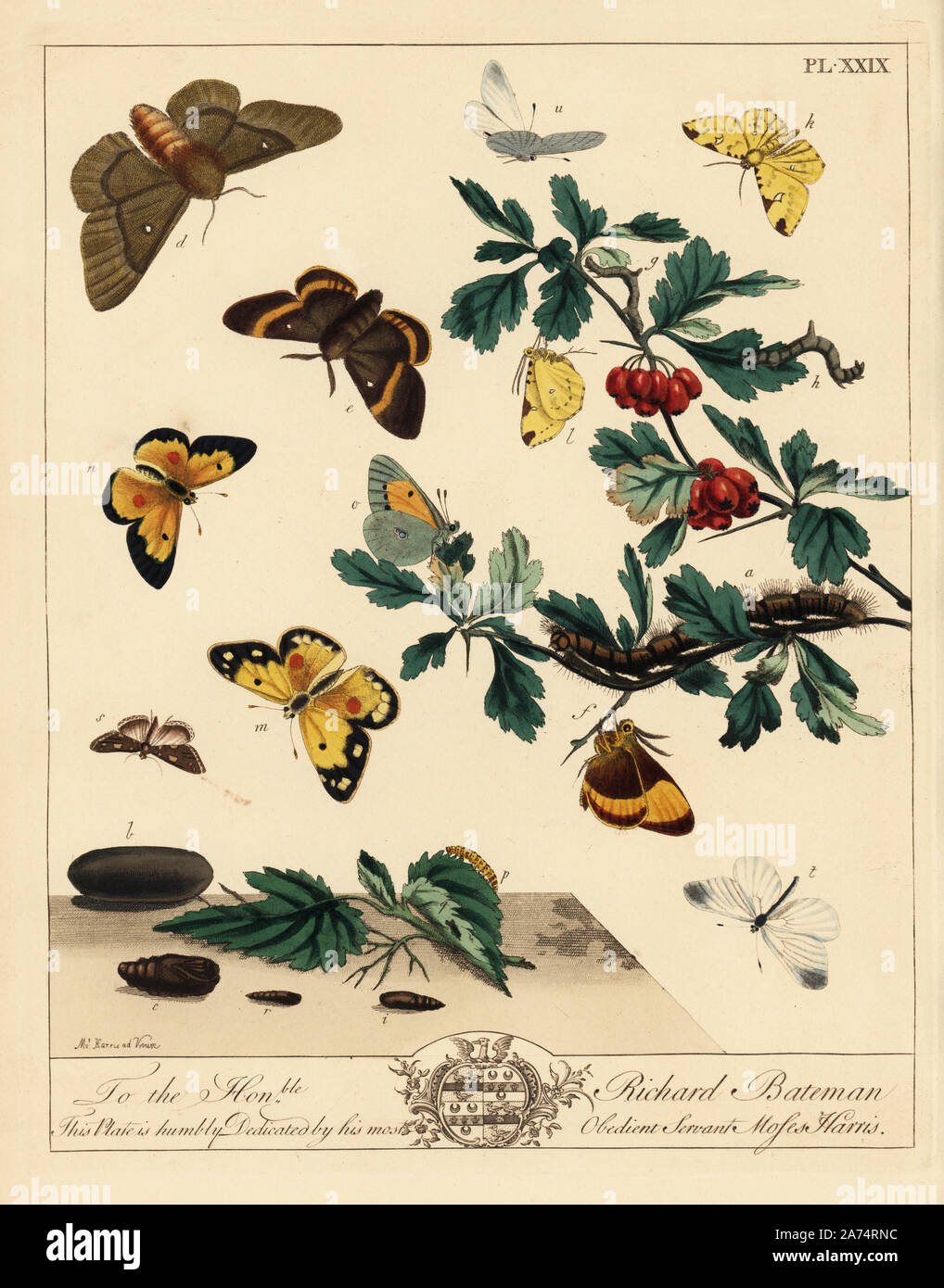 Große oder Oak eggar Lasiocampa Quercus, Motte, Schwefel, Opisthograptis luteolata, Motten und trübte gelben Schmetterling, Colias croceus, China mark Ähnlichkeit, Chelizeren olivalis, Holz weiß Schmetterling, Leptidea sinapis, weißdornblätter, Rosa Moschata. Papierkörbe Lithographie nach einer Illustration von Mose Harris von "Aurelian; eine natürliche Geschichte der englischen Motten und Schmetterlinge, die neue Edition von J.O. Westwood, von Henry Bohn, London, 1840 veröffentlicht bearbeitet werden. Stockfoto