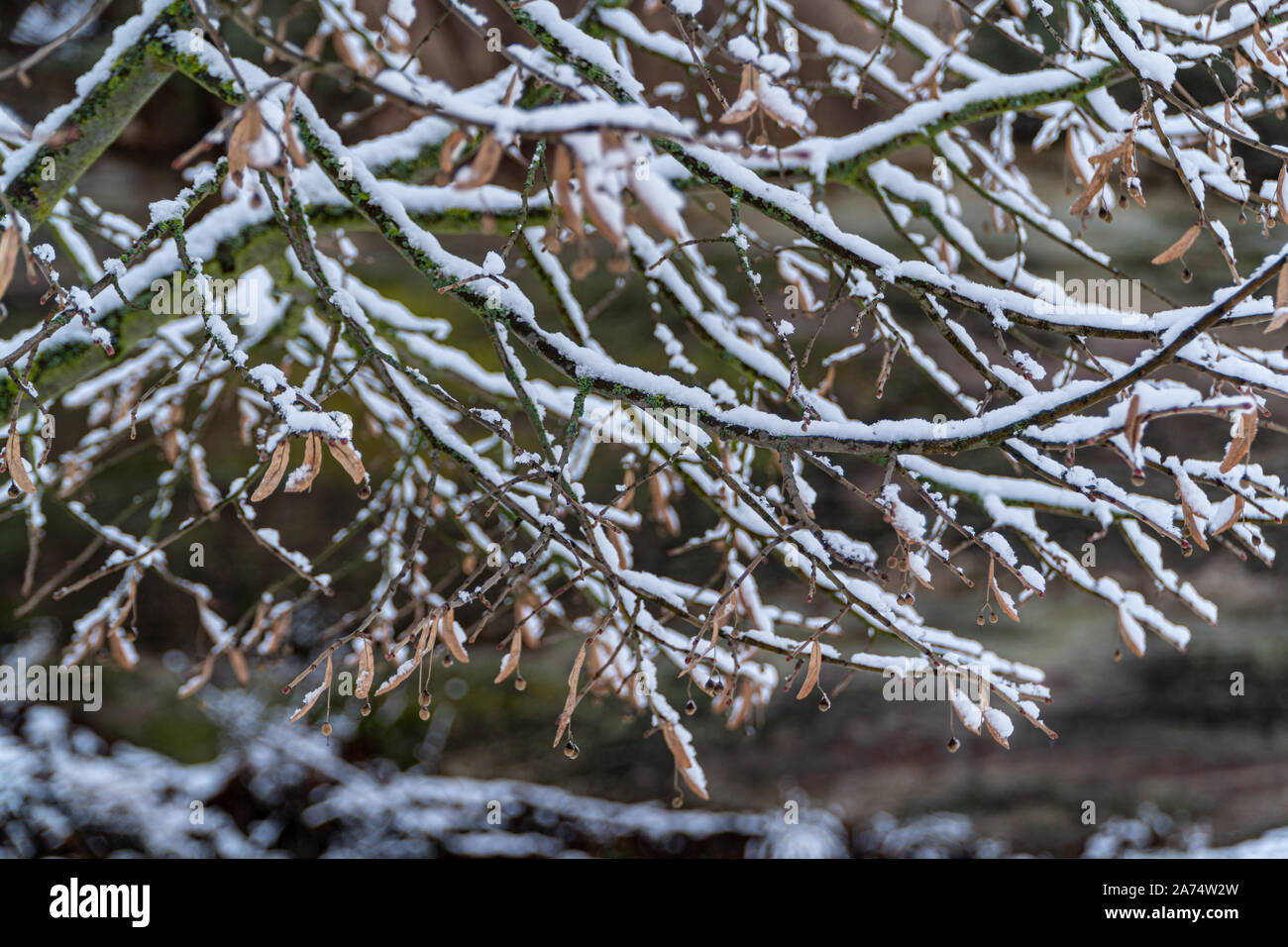 Viel Schnee auf den Bäumen nach einem schweren Blizzard in Deutschland im Winter Stockfoto